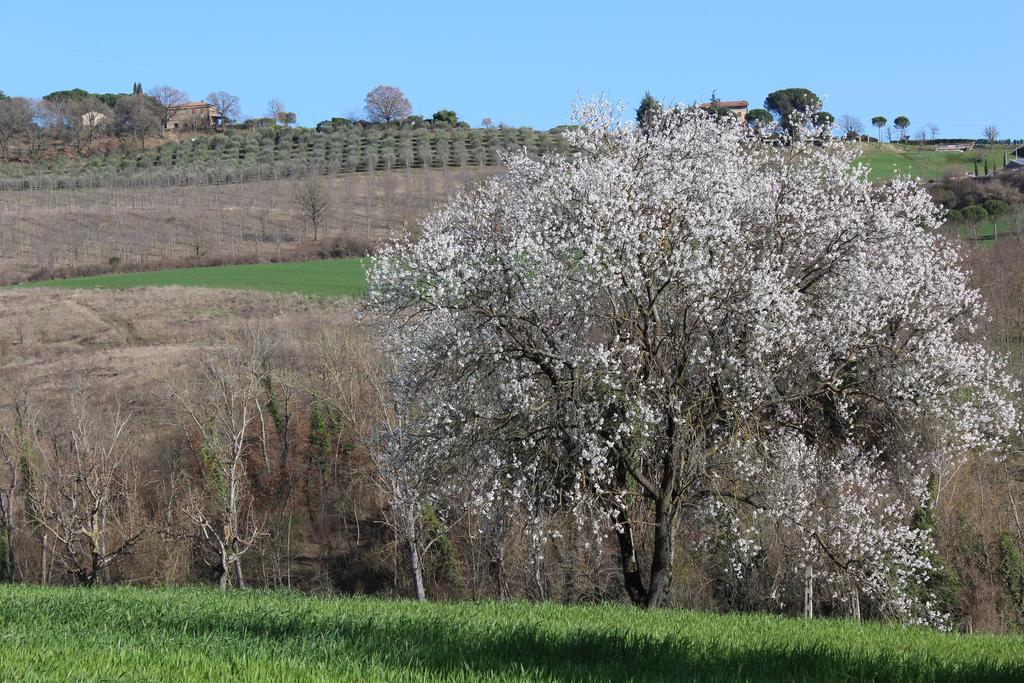 Fattoria Di Rigone Villa Coltavolino Buitenkant foto