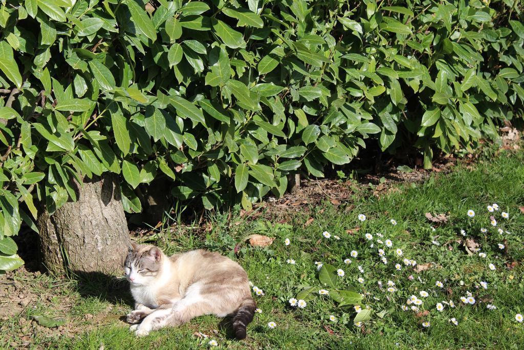 Fattoria Di Rigone Villa Coltavolino Buitenkant foto