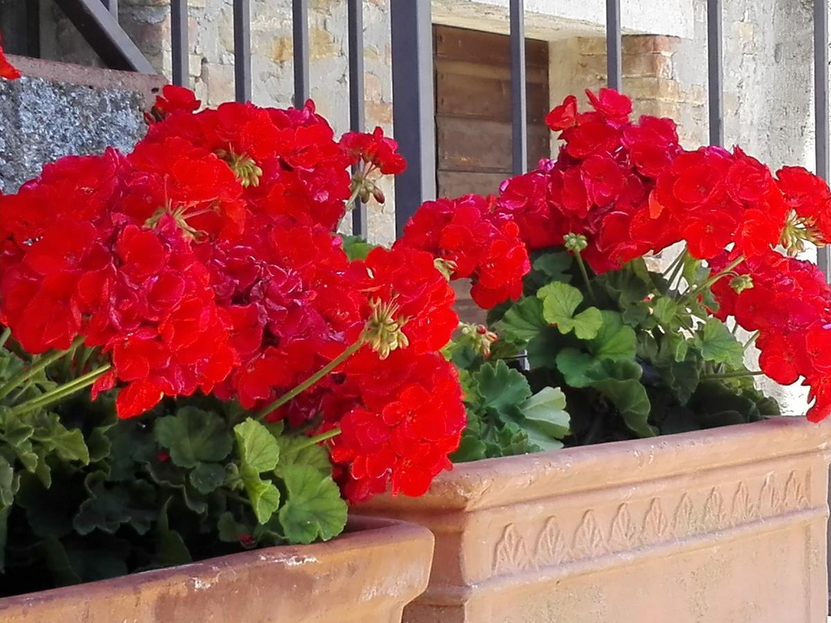 Fattoria Di Rigone Villa Coltavolino Buitenkant foto